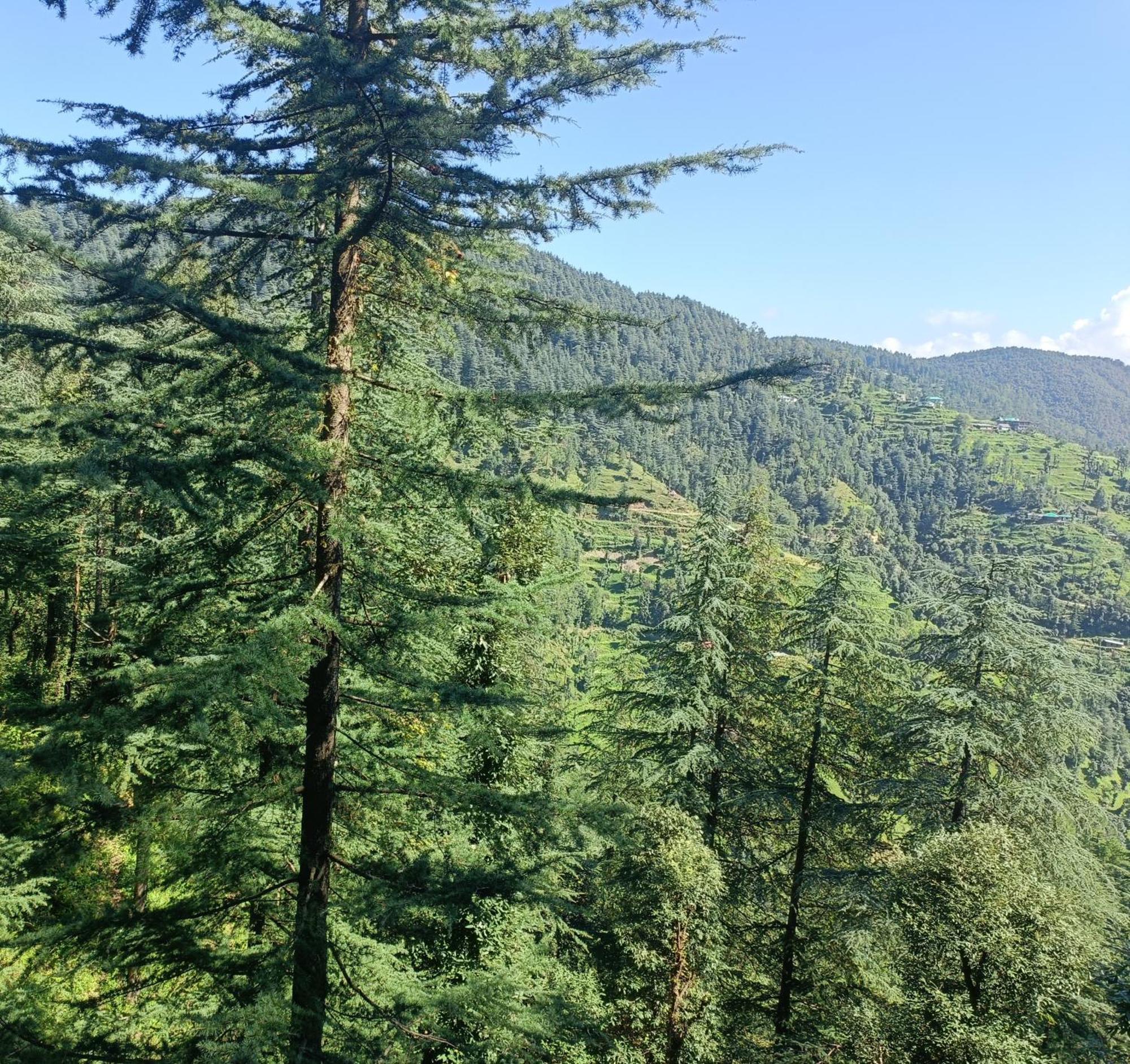 Peace Holiday Homestay Chail Esterno foto